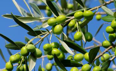 Raccolta delle Olive e visita al frantoio