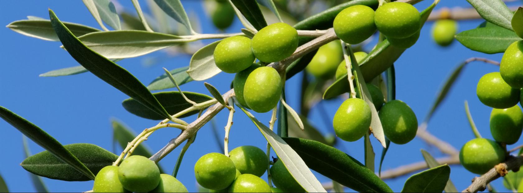 Raccolta delle Olive e visita al frantoio